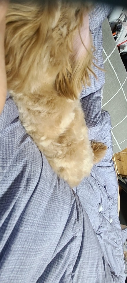 Homeika 8 In 1 Grooming Vacuum